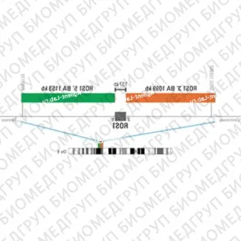 ДЛЯ КЛИЕНТОВ из США. SureFISH ROS1 BA P5. ROS1, Break Apart, 5 тестов, Cy3FITC, концентрат, ручное использование