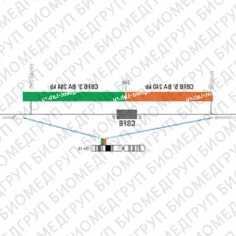 ДЛЯ КЛИЕНТОВ из США. SureFISH 16q22.1 CBFB 5 BA 240 КБ P20 RD. CBFB, Break Apart, 20 тестов, Cy3, концентрат, ручное использование