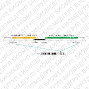 ДЛЯ КЛИЕНТОВ из США. SureFISH 10P12.31 MLLT10 5 BA 673кб GR. MLLT10, Break Apart, 20 тестов, FITC, Концентрат, Ручное использование