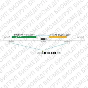 ДЛЯ КЛИЕНТОВ из США. SureFISH 14q32.2 TCL1 3 BA 504кб P20 GR. TCL1, Break Apart, 20 тестов, FITC, Концентрат, Ручное использование