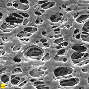 Фильтр, Экспресс, d пор 0,45 мкм, d мембраны 90 мм, 50 шт., Merck Millipore, HPWP09050