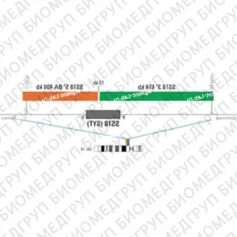 ДЛЯ КЛИЕНТОВ из США. SureFISH 18q11.2 SS18 3146 BA 616кб 20 ГР. SS18, Break Apart, 20 тестов, FITC, Концентрат, Ручное использование