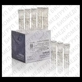 Набор для диагностики синдрома ломкой Ххромосомы CarrierMax FMR1 Reagent Kit, 48 реакций, Thermo FS, 952362