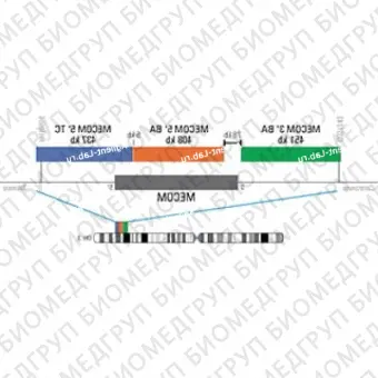 ДЛЯ КЛИЕНТОВ из США. SureFISH 3q26.2 MECOM 3 BA 451кб P20 GR. MECOM, Break Apart, 20 тестов, FITC, Концентрат, Ручное использование