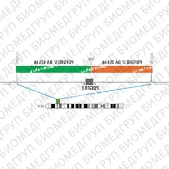 ДЛЯ КЛИЕНТОВ из США. SureFISH 5q32 PDGFRB 5146 BA 435кб P20 GR. PDGFRB, Break Apart, 20 тестов, FITC, Концентрат, Ручное использование