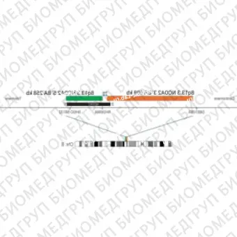ДЛЯ КЛИЕНТОВ ЗА ПРЕДЕЛАМИ США. SureFISH 8q13.3 NCOA2 5 BA 258kb P20 RD
