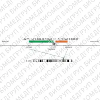 ДЛЯ КЛИЕНТОВ из США. SureFISH 8q12.1 PLAG1 3 BA 295 КБ P20 RD. PLAG1, Break Apart, 20 тестов, Cy3, концентрат, ручное использование