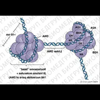 Набор TET Hydroxylase Activity Quantification Kit флуориметрический, Abcam, ab156913, 48 тестов