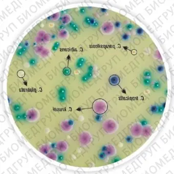 Агар селективный HiCrome для грибов Candida для дифференциации 100 г ФСЗ 2009/03705