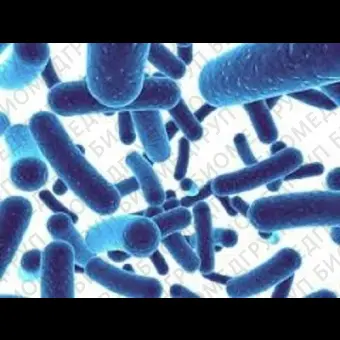 Lactobacillus spp.