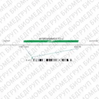 ДЛЯ КЛИЕНТОВ из США. SureFISH 8q24.3 Chr8qTel 397кб P20 GR. Теломер Chr8q, Номер копии, 20 тестов, FITC, Концентрат, Ручное использование