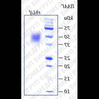 Фактор лейкемияингибирующий, рекомбинантный белок, rhLif, Россия, PSC01010, 10 мкг