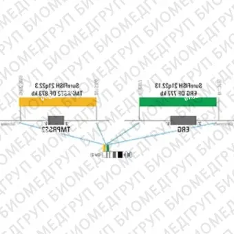 ДЛЯ КЛИЕНТОВ ЗА ПРЕДЕЛАМИ США. SureFISH 21q22.3 TMPRSS2 DF 873kb P5 RD