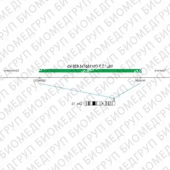 ДЛЯ КЛИЕНТОВ ЗА ПРЕДЕЛАМИ США. SureFISH 16p13.3 Chr16pTel 428kb P20 GR