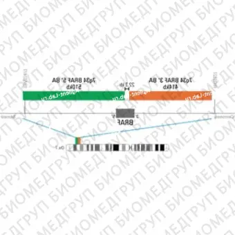 ДЛЯ КЛИЕНТОВ ЗА ПРЕДЕЛАМИ США. SureFISH 7q34 BRAF 3 BA 414kb P20 RD