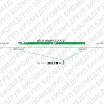 ДЛЯ КЛИЕНТОВ ЗА ПРЕДЕЛАМИ США. SureFISH 18p11.32 Chr18pTel 403kb P20 GR