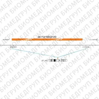 ДЛЯ КЛИЕНТОВ ЗА ПРЕДЕЛАМИ США. SureFISH Chr16 CEP 671kb P20 RD