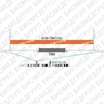 ДЛЯ КЛИЕНТОВ из США. SureFISH 7q31.2 MET 400кб P20 RD. МЕТ, Копийный номер, 20 тестов, Cy3, Концентрат, Ручное использование