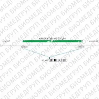 ДЛЯ КЛИЕНТОВ ЗА ПРЕДЕЛАМИ США. SureFISH 16q24.3 Chr16qTel 424kb P20 GR