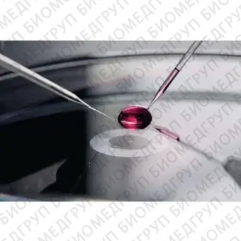 Капилляры Biopsy Tip II, для лазерной биопсии клеток и органел, угол наклона 15, d внутренний 20 мкм, 25 шт./уп., Eppendorf, 5195000060