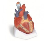 Модель сердца, 7 частей
