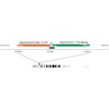 ДЛЯ КЛИЕНТОВ ЗА ПРЕДЕЛАМИ США. SureFISH 13q12.2 FLT3 3’ BA 428kb P20 RD